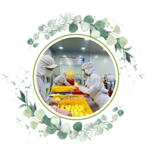 Sản phẩm 3 5657 — Trái Cây Sấy Viza Food - Công Ty Cổ Phần Viza Food — MST 0311851356