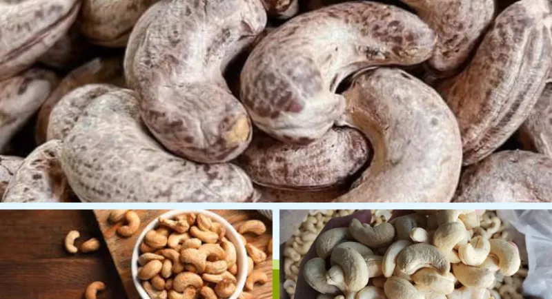 Sản phẩm xuong san xua vizafood chuyen cung cap hat dieu say gia re chat luong cao2 7442 — Trái Cây Sấy Viza Food - Công Ty Cổ Phần Viza Food — MST 0311851356