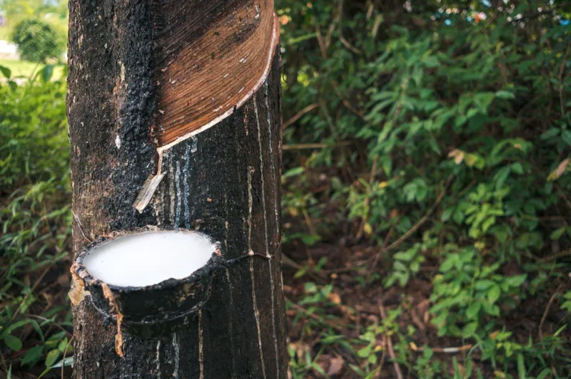 Sản phẩm rubber1 — Công Ty TNHH R1 International (Việt Nam) — MST 0312014463