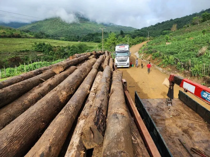 Sản phẩm 506469968_122111159252904523_4620186424811026901_n 1 1024x768 — Gỗ Thông Nhập Khẩu TigerWood - Công Ty TNHH TigerWood — MST 0312025063