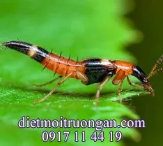Sản phẩm kien_ba_khoang_duoi_nhon_1 — Diệt Mối Trường An - Công Ty TNHH Thương Mại Dịch Vụ Tổng Hợp Trường An — MST 0312072232
