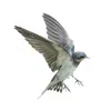 Sản phẩm bird — Diệt Mối Trường An - Công Ty TNHH Thương Mại Dịch Vụ Tổng Hợp Trường An — MST 0312072232