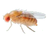 Sản phẩm img_ruoi giam_1 — Diệt Mối Trường An - Công Ty TNHH Thương Mại Dịch Vụ Tổng Hợp Trường An — MST 0312072232