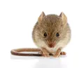 Sản phẩm mouse — Diệt Mối Trường An - Công Ty TNHH Thương Mại Dịch Vụ Tổng Hợp Trường An — MST 0312072232