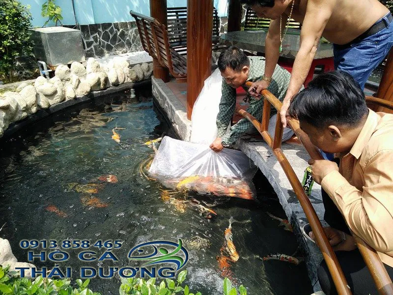 Sản phẩm 13015059_586624104845642_1235003314_n 1 — Công Ty TNHH Sản Xuất Thương Mại Cá Kiểng Thái Dương — MST 0312134792