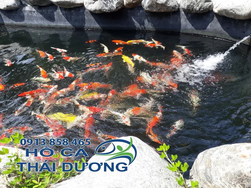 Sản phẩm thiet ke be ca koi thai duong — Công Ty TNHH Sản Xuất Thương Mại Cá Kiểng Thái Dương — MST 0312134792