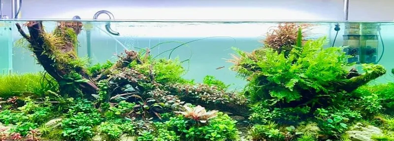 Sản phẩm 6 36bbd258b7_888x318 — Công Ty TNHH Sản Xuất Thương Mại Cá Kiểng Thái Dương — MST 0312134792