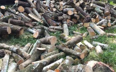 Sản phẩm cay cao su 01 — Công Ty TNHH Quốc Tế Solu — MST 0312148869