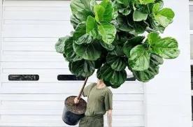 Sản phẩm dieu doi tra truyen thong dang nhoi so ban 0482_276x182 — Phân Bón Trung Giang - Công Ty TNHH Xuất Nhập Khẩu Trung Giang — MST 0312198436