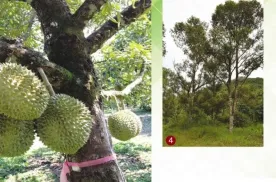 Sản phẩm ky thuat quan ly ra hoa dau trai cho cay sau rieng nham nang cao nang suat va chat luong trai 2040_276x182 — Phân Bón Trung Giang - Công Ty TNHH Xuất Nhập Khẩu Trung Giang — MST 0312198436