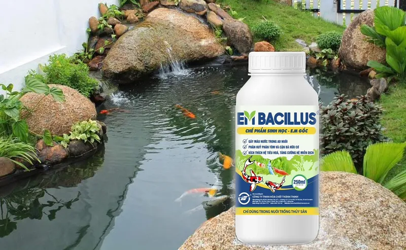 Sản phẩm 1689751414_EM BACILLUS cho ca canh — Công Ty TNHH Hóa Chất Thành Thịnh — MST 0312256656