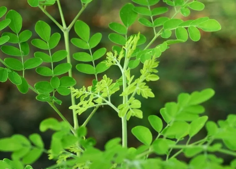 Sản phẩm cay chum ngay mori — Công Ty TNHH Thủy Tinh Sài Gòn — MST 0312260772