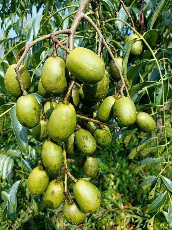 Sản phẩm coc thai foodmap fruits_64eb863c614df — Công Ty TNHH Thủy Tinh Sài Gòn — MST 0312260772