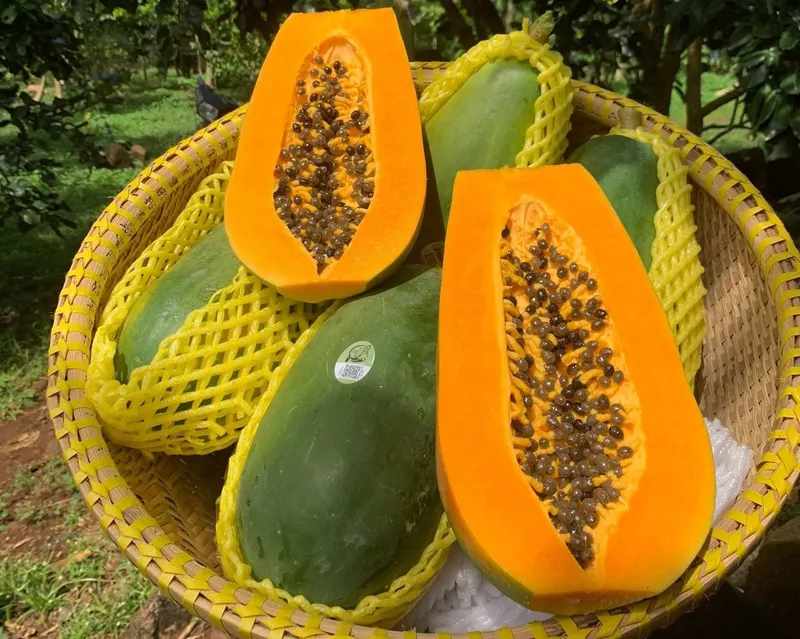 Sản phẩm du du ruot vang foodmap fruits_64eb86425b715 — Công Ty TNHH Thủy Tinh Sài Gòn — MST 0312260772