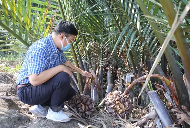 Sản phẩm ttxvn_mat_dua_2_25 — Công Ty TNHH Thủy Tinh Sài Gòn — MST 0312260772