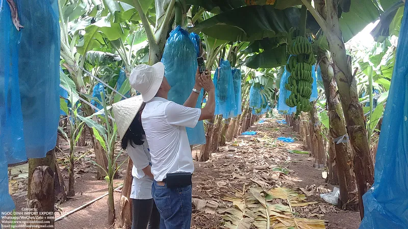 Sản phẩm Banana 6 — Công Ty TNHH Thương Mại Dịch Vụ Nông Sản Ngọc Đỉnh — MST 0312347374