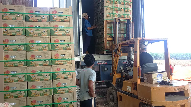 Sản phẩm Banana 7.JPG — Công Ty TNHH Thương Mại Dịch Vụ Nông Sản Ngọc Đỉnh — MST 0312347374