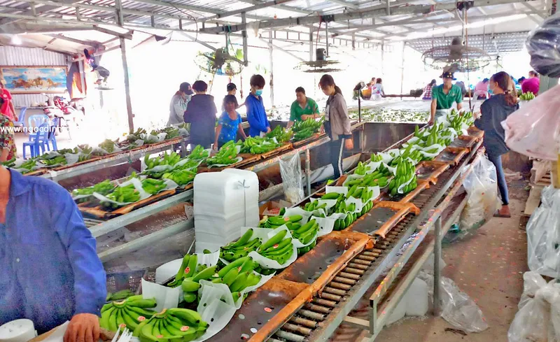 Sản phẩm CHUI XK 7 — Công Ty TNHH Thương Mại Dịch Vụ Nông Sản Ngọc Đỉnh — MST 0312347374