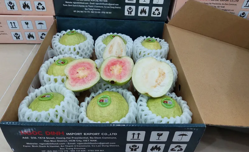 Sản phẩm GUAVA 2 — Công Ty TNHH Thương Mại Dịch Vụ Nông Sản Ngọc Đỉnh — MST 0312347374