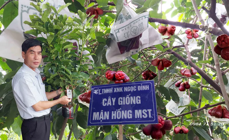 Sản phẩm MN HNG MST 58 — Công Ty TNHH Thương Mại Dịch Vụ Nông Sản Ngọc Đỉnh — MST 0312347374