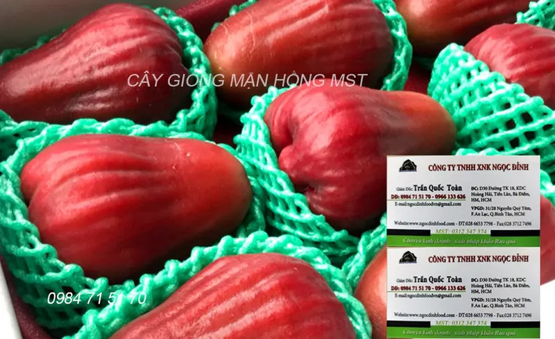 Sản phẩm MN HNG MST 49 — Công Ty TNHH Thương Mại Dịch Vụ Nông Sản Ngọc Đỉnh — MST 0312347374