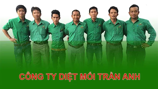 Văn phòng Diệt Mối Trần Anh - Công Ty Cổ Phần Đầu Tư Trần Anh #? — MST 0312427534