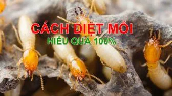 Sản phẩm 5 cach diet moi tai nha don gian hieu qua nhat — Diệt Mối Trần Anh - Công Ty Cổ Phần Đầu Tư Trần Anh — MST 0312427534