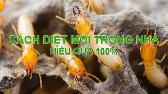 Sản phẩm cach diet moi trong nha hieu qua nhat — Diệt Mối Trần Anh - Công Ty Cổ Phần Đầu Tư Trần Anh — MST 0312427534