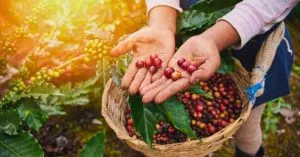 Sản phẩm cay ca phe robusta 8 300x157 — Cà Phê Lyon - Công Ty TNHH Thương Mại Sản Xuất Xuất Nhập Khẩu Trà Cà Phê Lyon — MST 0312453527