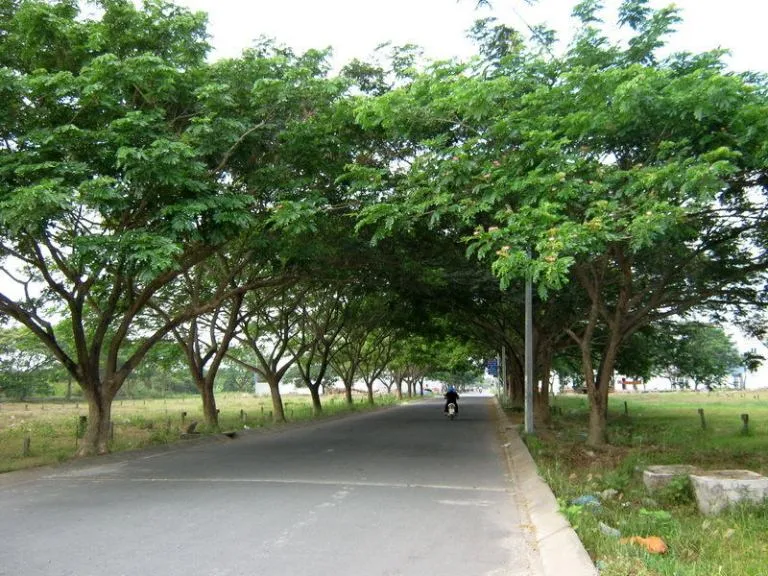 Sản phẩm 011912785897 — Công Ty Cổ Phần Cảnh Quan Cây Xanh Sài Gòn — MST 0312471124