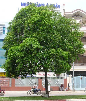 Sản phẩm 176598255055 — Công Ty Cổ Phần Cảnh Quan Cây Xanh Sài Gòn — MST 0312471124