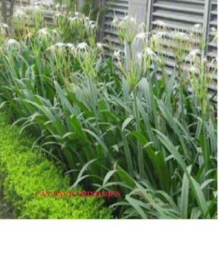 Sản phẩm 185878745430 — Công Ty Cổ Phần Cảnh Quan Cây Xanh Sài Gòn — MST 0312471124