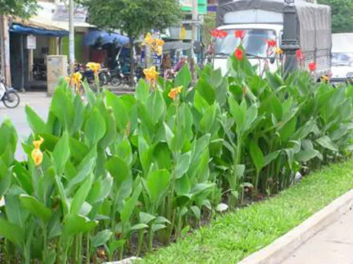 Sản phẩm 188535243833 — Công Ty Cổ Phần Cảnh Quan Cây Xanh Sài Gòn — MST 0312471124