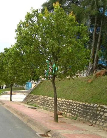 Sản phẩm 193341815494 — Công Ty Cổ Phần Cảnh Quan Cây Xanh Sài Gòn — MST 0312471124