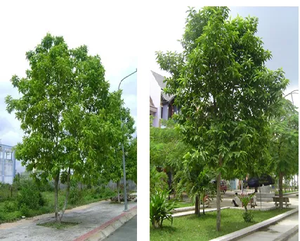 Sản phẩm 194835065281 — Công Ty Cổ Phần Cảnh Quan Cây Xanh Sài Gòn — MST 0312471124