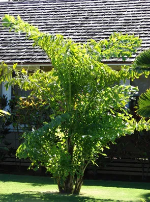Sản phẩm 206091967505 — Công Ty Cổ Phần Cảnh Quan Cây Xanh Sài Gòn — MST 0312471124