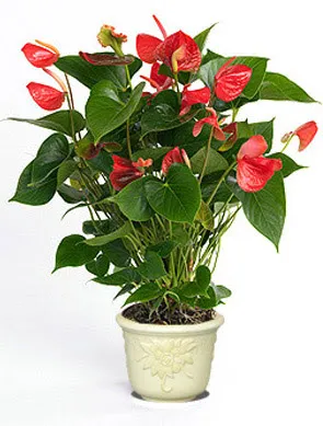 Sản phẩm 207056216044 — Công Ty Cổ Phần Cảnh Quan Cây Xanh Sài Gòn — MST 0312471124