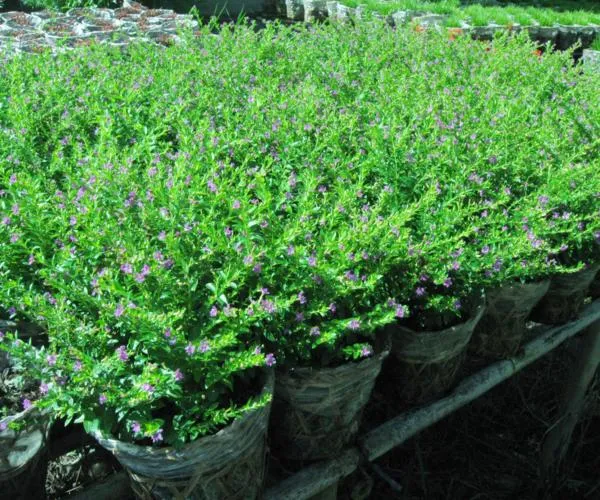 Sản phẩm 215644691383 — Công Ty Cổ Phần Cảnh Quan Cây Xanh Sài Gòn — MST 0312471124