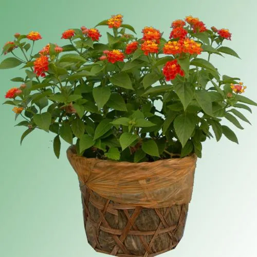 Sản phẩm 230990754277 — Công Ty Cổ Phần Cảnh Quan Cây Xanh Sài Gòn — MST 0312471124