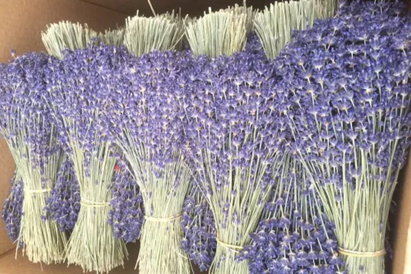 Sản phẩm Lavender — Hương Liệu Pháp HLP - Công Ty TNHH Hương Liệu Pháp HLP — MST 0312491924