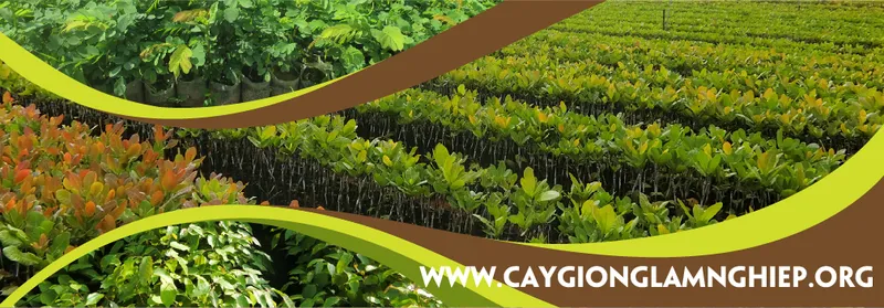 Sản phẩm cay xanh gia nguyen1 — Cây Xanh Gia Nguyễn - Công Ty Cổ Phần Cây Xanh Gia Nguyễn — MST 0312512638
