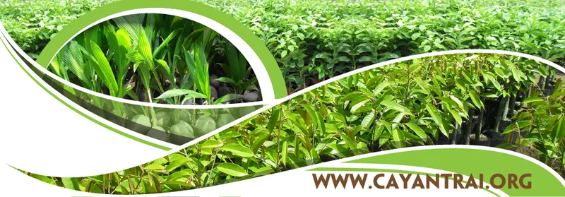 Sản phẩm cay xanh gia nguyen2 — Cây Xanh Gia Nguyễn - Công Ty Cổ Phần Cây Xanh Gia Nguyễn — MST 0312512638