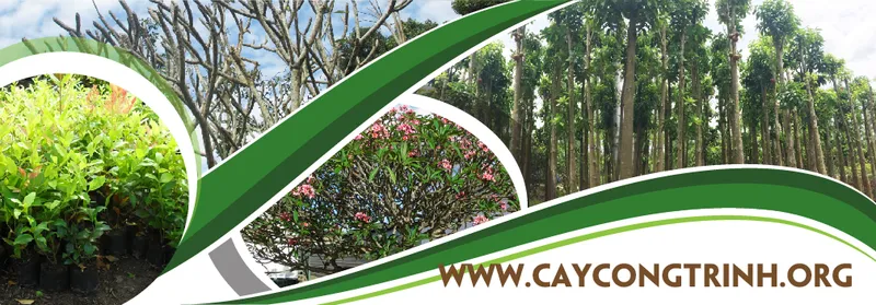 Sản phẩm cay xanh gia nguyen3 — Cây Xanh Gia Nguyễn - Công Ty Cổ Phần Cây Xanh Gia Nguyễn — MST 0312512638