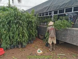 Sản phẩm 239635518_3073366906229145_882116691944834284_n 300x225 — Cây Xanh Gia Nguyễn - Công Ty Cổ Phần Cây Xanh Gia Nguyễn — MST 0312512638