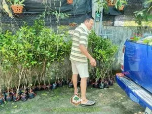 Sản phẩm 273630960_686526655858421_855764712818175653_n 300x225 — Cây Xanh Gia Nguyễn - Công Ty Cổ Phần Cây Xanh Gia Nguyễn — MST 0312512638