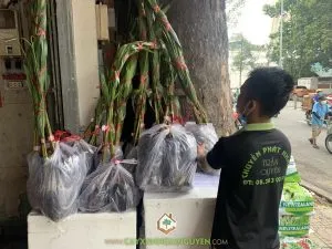 Sản phẩm IMG_5660 300x225 — Cây Xanh Gia Nguyễn - Công Ty Cổ Phần Cây Xanh Gia Nguyễn — MST 0312512638