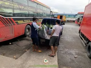 Sản phẩm IMG_6083 300x225 — Cây Xanh Gia Nguyễn - Công Ty Cổ Phần Cây Xanh Gia Nguyễn — MST 0312512638