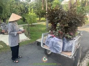 Sản phẩm IMG_6198 300x225 — Cây Xanh Gia Nguyễn - Công Ty Cổ Phần Cây Xanh Gia Nguyễn — MST 0312512638