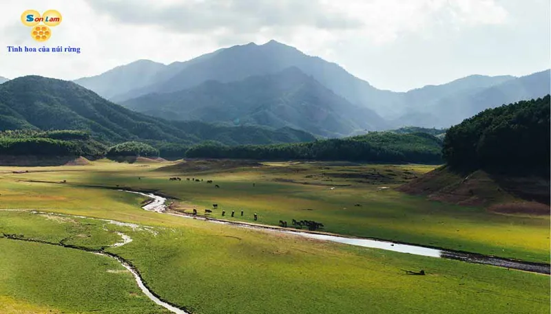 Sản phẩm tinh hoa cua nui rung — Công ty TNHH XLK Sông Đà — MST 0312532578