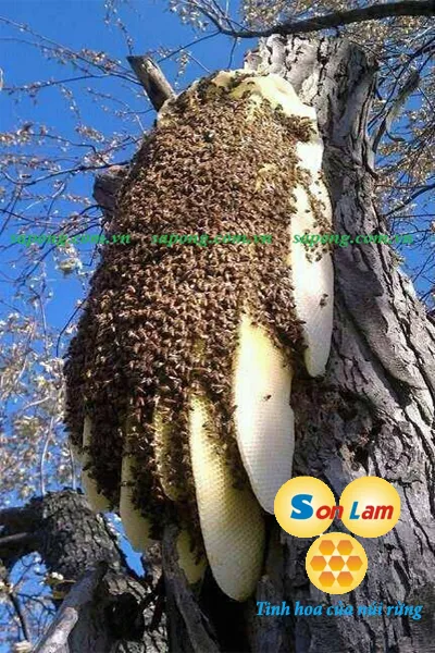 Sản phẩm MAT ONG RUNG SON LAM1571887213 — Công ty TNHH XLK Sông Đà — MST 0312532578